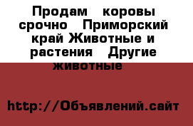 Продам 3 коровы срочно - Приморский край Животные и растения » Другие животные   